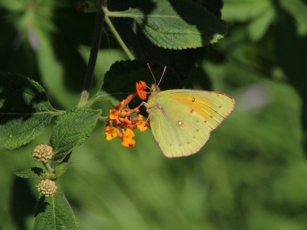 How can you design a UK garden to attract and support local wildlife?