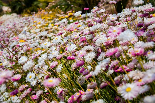 What are the best drought-tolerant perennials for a Southwestern UK rock garden?